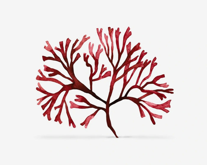 Extrakt av Chondrus crispus